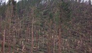 Forest Land Owners Urged to Assess Damages