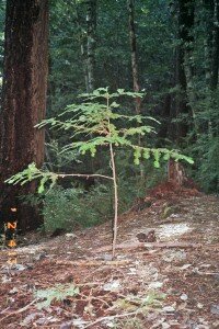 The redwood tree planted at the bomb site as a memorial. The tree Fujita originally planted there died from lack of sunlight; this one is a replacement for it. CREDIT: Bombs Over Brookings/William McCash
