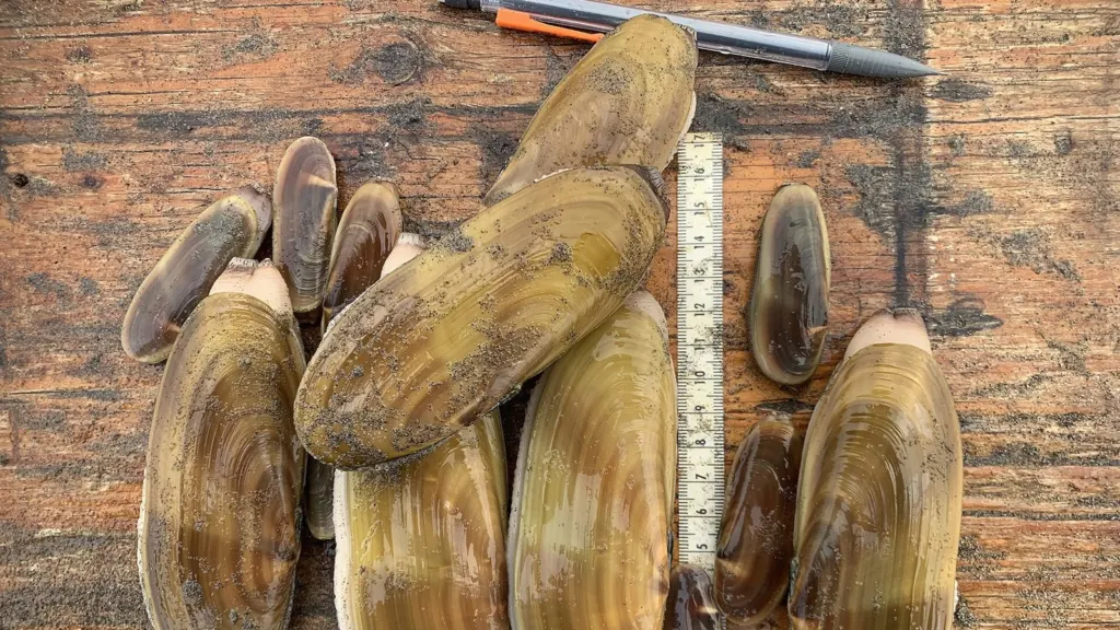 Razor clams dug on the Oregon coast