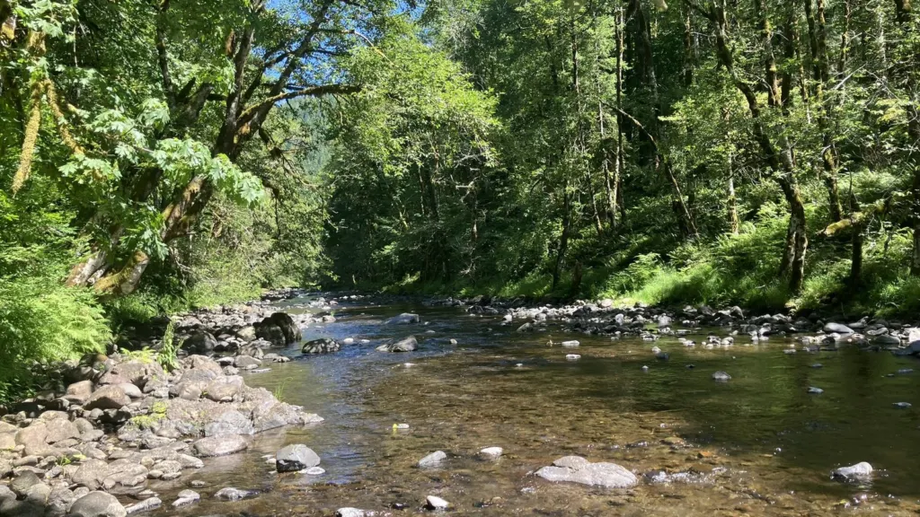 The Wilson River flowing through the Oregon Coast Range in Tillamook County